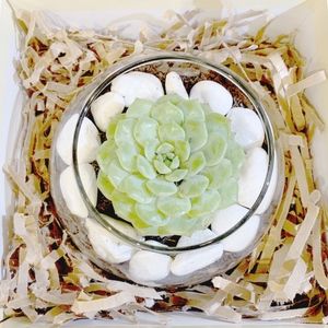 Succulent Gift Box - Echeveria 'Chris'